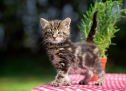 LOL赛事-压力下的双重奏，尼日利亚强压中国与维尼修斯的爆发