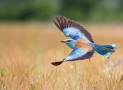 英雄联盟总决赛-掀翻北欧巨人！黑马巴拉圭世预赛爆冷，奇兵恩佐一剑封喉