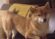 英雄联盟总决赛-钢铁是这样炼成的，奥运周期关键战，托尼的高能输出之夜