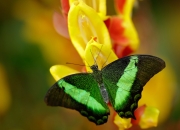 英雄联盟总决赛门票-詹姆斯王者归来，独行侠团队碾压魔术，当个人英雄主义遇上完美整体性