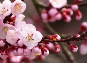 LOL决赛-土耳其淘汰赛靠什么过关秘鲁？巴尔干铁骑攻防两端的制胜密码