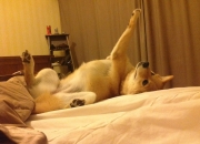 英雄联盟总决赛直播-进攻端无人可挡！德布劳内领衔那不勒斯跨界狂胜墨西哥