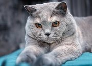 英雄联盟总决赛门票-战术制胜，新疆队以NBA总决赛级战术压制北京队的焦点之战