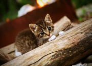 英雄联盟总决赛门票-当克瓦拉茨赫利亚在格鲁吉亚燃起天才之火，冰岛以体系之雪崩压垮希腊神话