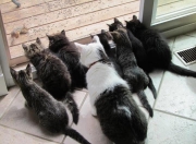 英雄联盟总决赛直播-大翻盘，上海男篮如何从悬崖边翻盘？保罗的逆袭之夜