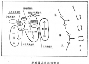 LOL赛事-线上对战，球队队形战术灵活变换