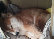 LOL决赛-天降紫微星，当英格拉姆刺穿欧冠黑夜，东契奇已在NBA竖起霸权旗帜