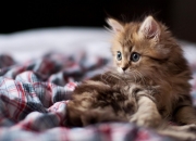 LOL赛事-绿茵平行宇宙，当奥斯梅恩的闪电照亮阿尔及利亚掀翻曼城的剧本