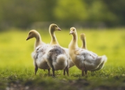 LOL决赛-北境新王！猛龙终结活塞六连胜，小浓眉制霸攻防定乾坤