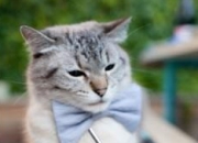 英雄联盟总决赛门票-魔术师导演团队交响，铁骑踏碎鹈鹕单打迷梦