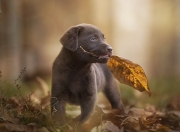 英雄联盟总决赛门票-当铁血战车遭遇刀锋战士，解析卡瓦哈尔如何成为拜仁对阵土耳其球队的战术X因素