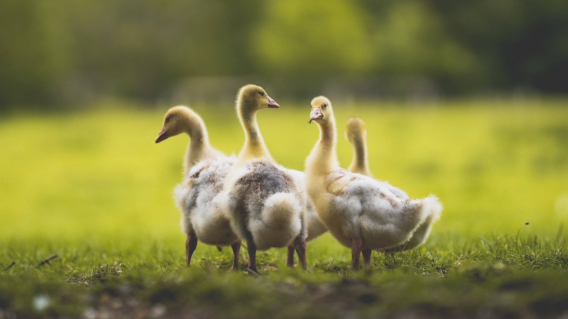 恩比德独领风骚，爵士轻取步行者，篮球之夜的华丽双重奏