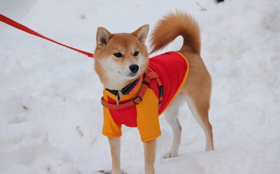 友谊的赛场，职业的瞬间，当阿森纳邂逅澳大利亚，莱万于无声处听惊雷