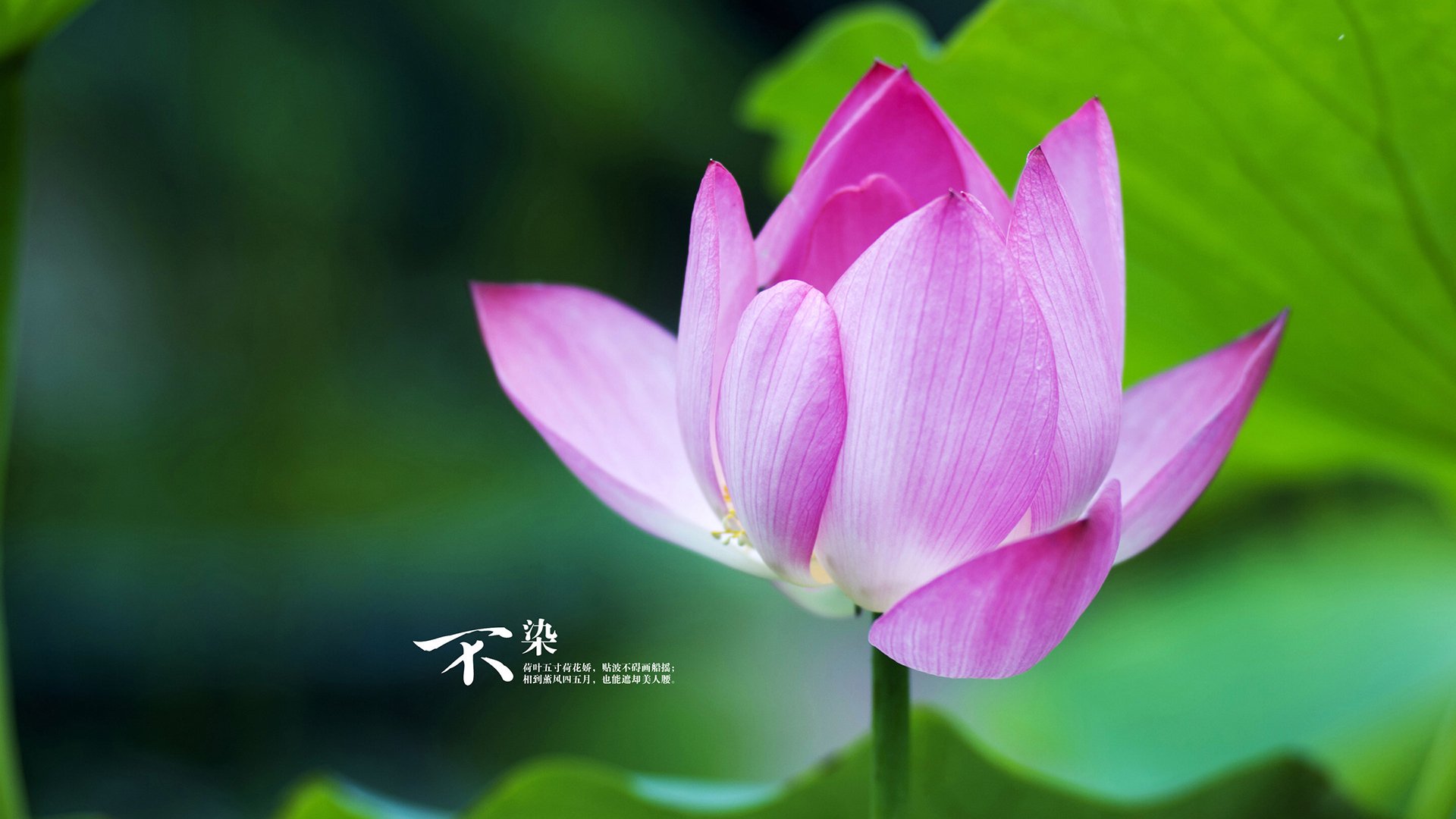 巨人对话之夜,文班亚马擎天封盖,马刺鏖战力克76人新王立威