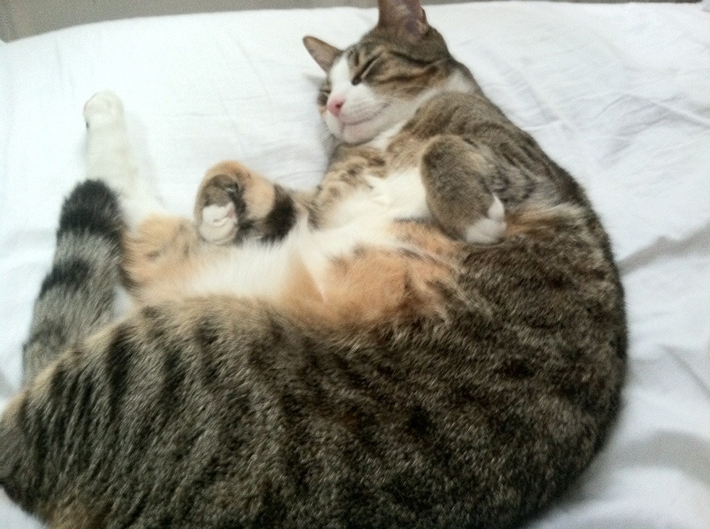 跨界之夜，当快船在篮球场上扬帆，约基奇在F1赛道上掌舵