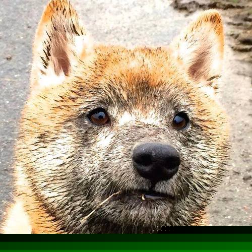 跨界巅峰,当上海队遇上勇士,伦纳德死亡缠绕拉开次元差距