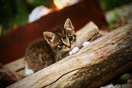 当绿茵场遇上篮球基因，欧冠史上最离奇的得分风暴