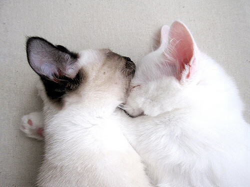 平行宇宙的哨响,当雷霆撕裂浙江,哈登在43000分里看见火焰