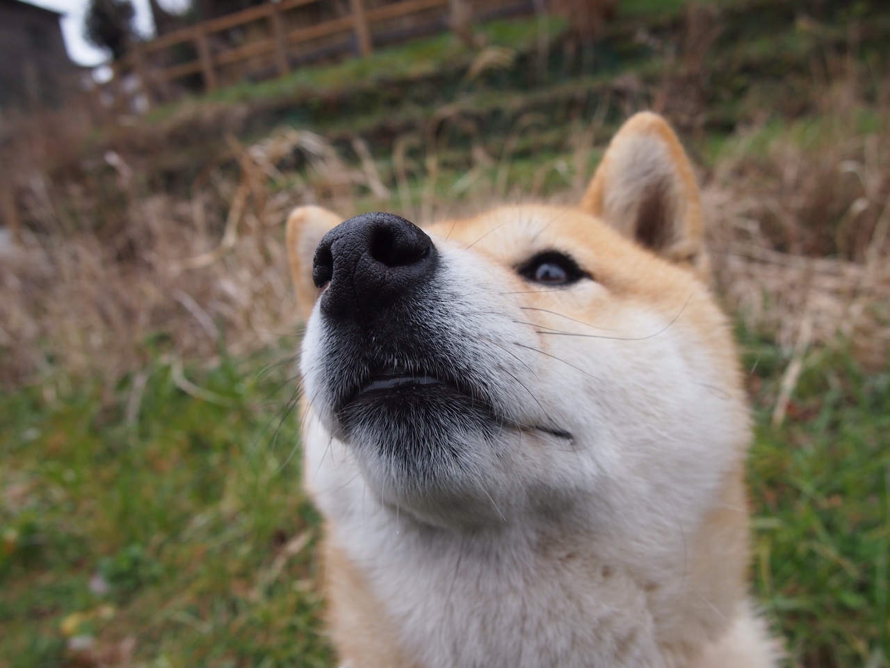 蓝色火焰与沙漠之星,当伊布在不可能的对决中点燃夜空