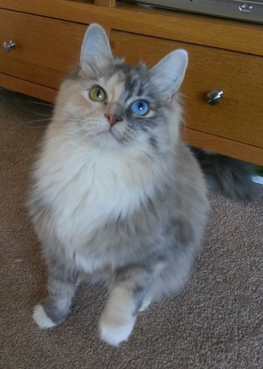 跨界天神,东决关键战之夜,姆巴佩如何以足球之魂主宰篮球比赛走向