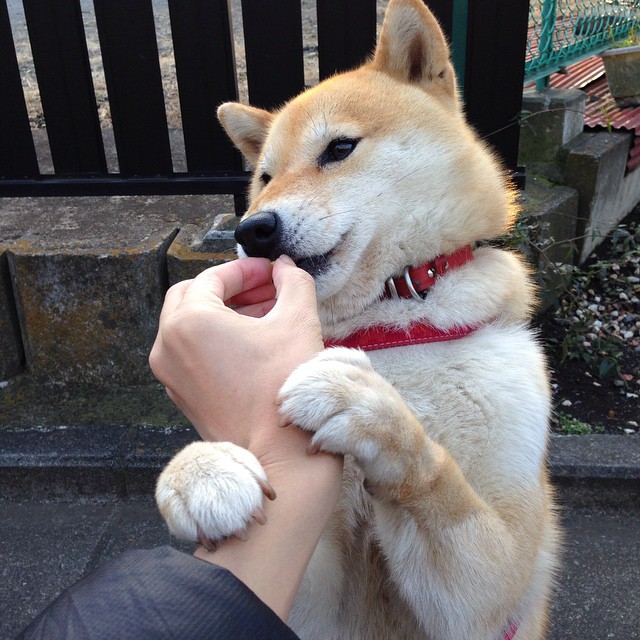 数据黑洞席卷绿茵场!黄蜂横跨太平洋隔空粉碎辽宁男篮?