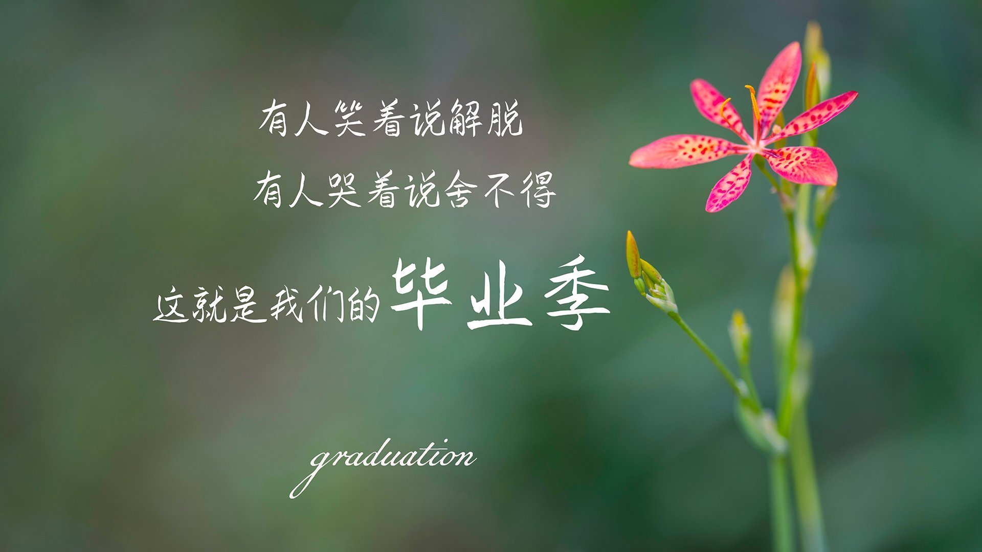 狼群撕碎孤骑,米切尔无争议最佳,森林狼团队篮球终结独行侠东契奇依赖症