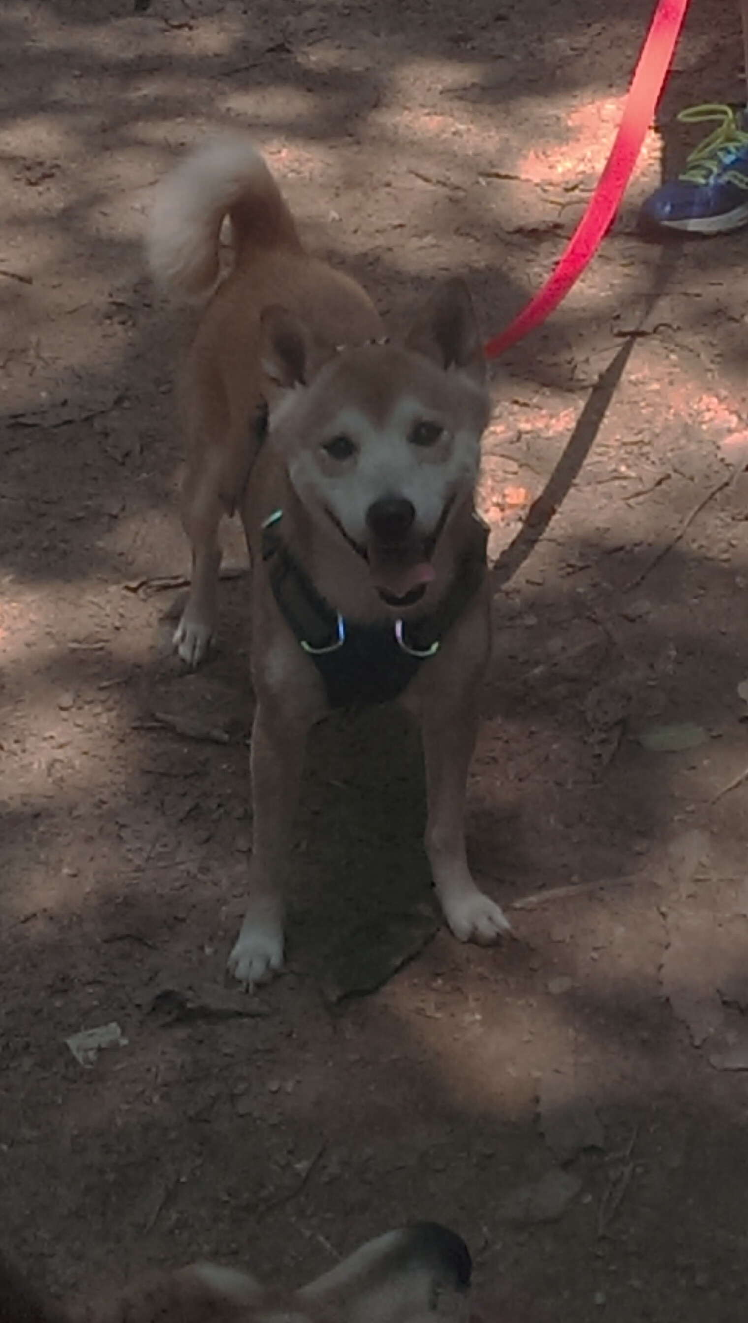 巅峰时速,F1终极决战上演,北京队绝杀深圳队称王