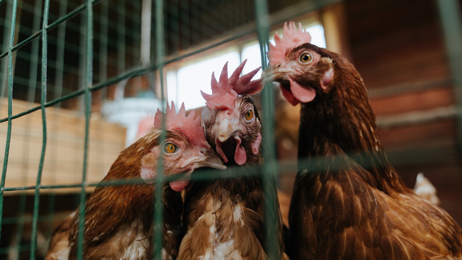 捍卫者的觉醒，小贾伦在沪鹕焦点战中重塑价值
