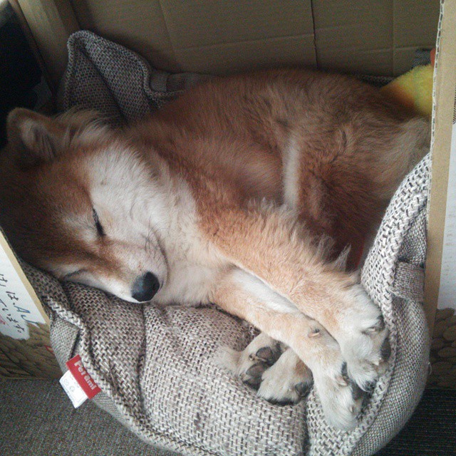 天降紫微星,当英格拉姆刺穿欧冠黑夜,东契奇已在NBA竖起霸权旗帜