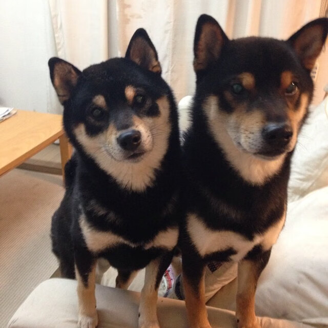 双星闪耀国际比赛日,巴尔韦德重炮破局,瑞典读秒绝杀新西兰