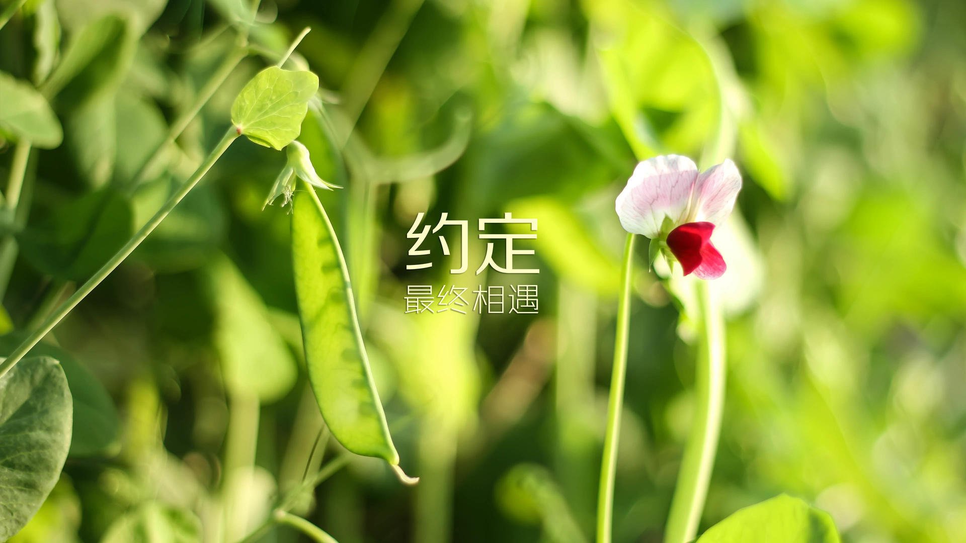 命运的三角，当2026揭幕战的烽火，烧尽秘鲁的坚韧与日本的野心